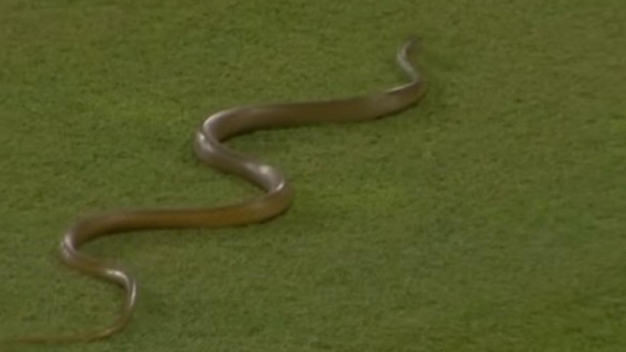 Snake